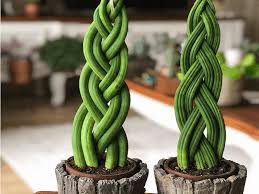 5. Sansevieria: trifasciata en sus dos versiones y cilíndrica en sus dos versiones (clásica y trenzada). Supuestamente es una planta recomendada por la NASA porque larga oxígeno, no hay que regarla casi nunca, es muy autónoma y ni necesita sol casi.