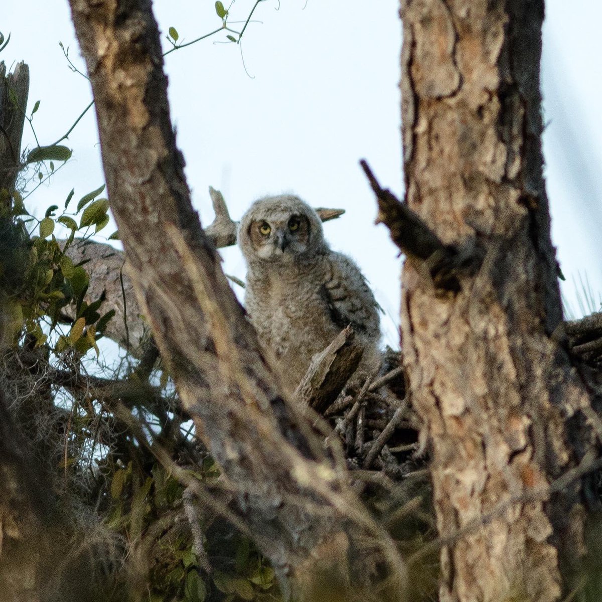Baby Great Horned #owl sitting on the nest. Taken in late February on the west coast of #Florida. #owls #bird #lovefl #roamflorida #wildlife #nature #floridalife #wildlifephotography #birdphotography