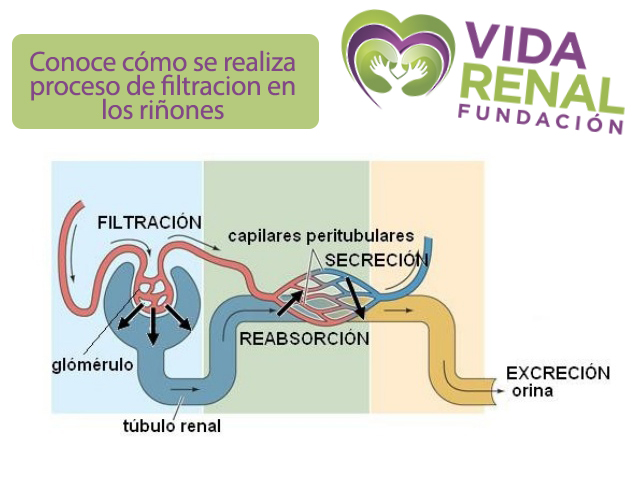 VidaRenal's tweet photo. Conoce el proceso de filtración de los #riñones. 

La buena alimentación y el ejercicio constante hace que nuestros riñones hagan un proceso más rápido y estable. 

Escríbenos en https://t.co/QttXILFJd5 https://t.co/OS1JoUYNF7