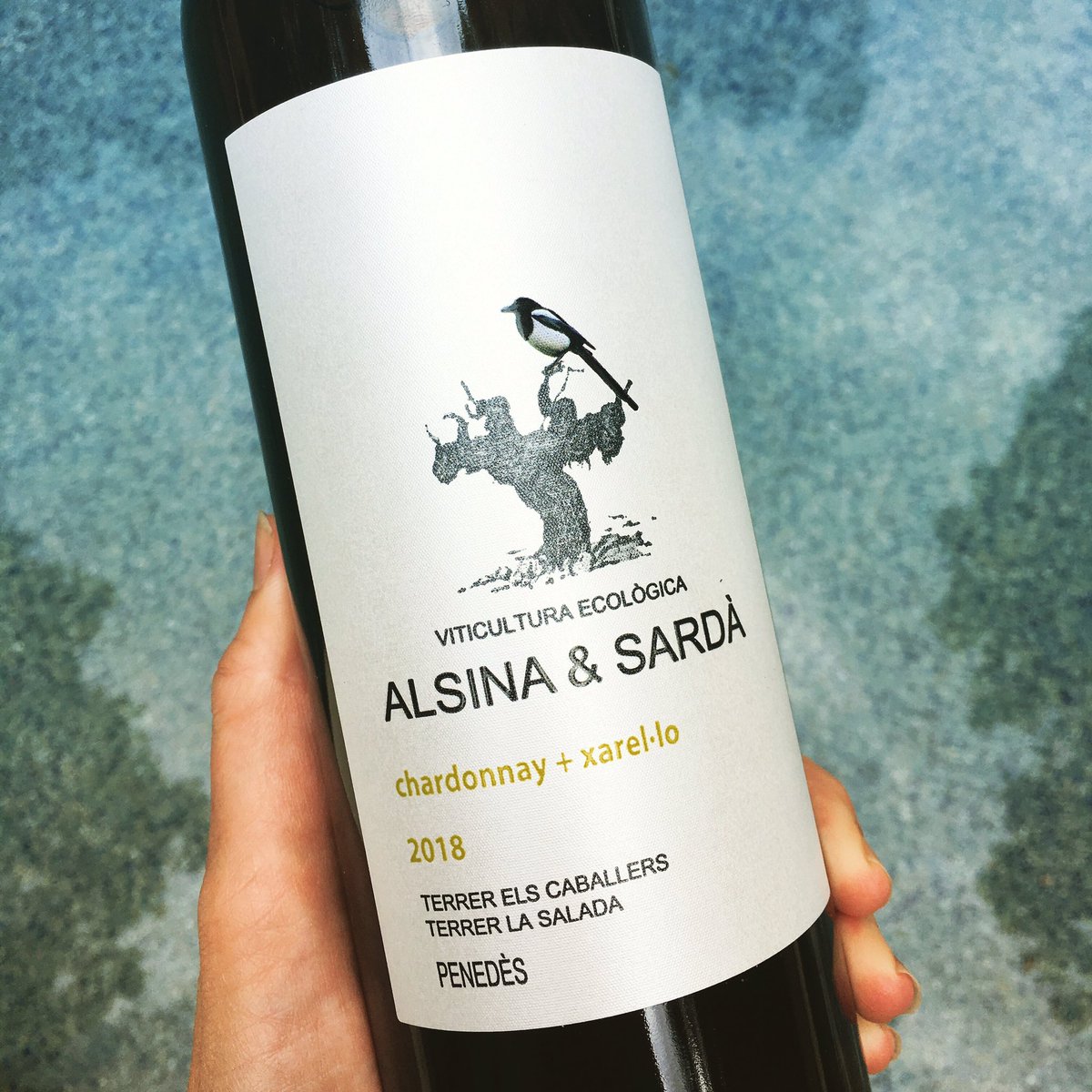 aufinityimports's tweet photo. Cheers to #chardonnayday! We love this #Chardonnay #Xarello blend from Alsina &amp; Sardà in Penedès, Spain. Light, crisp and refreshing, it’s perfect for sipping all summer long. Available in Georgia starting next month! #wine https://t.co/E1e943c0EY