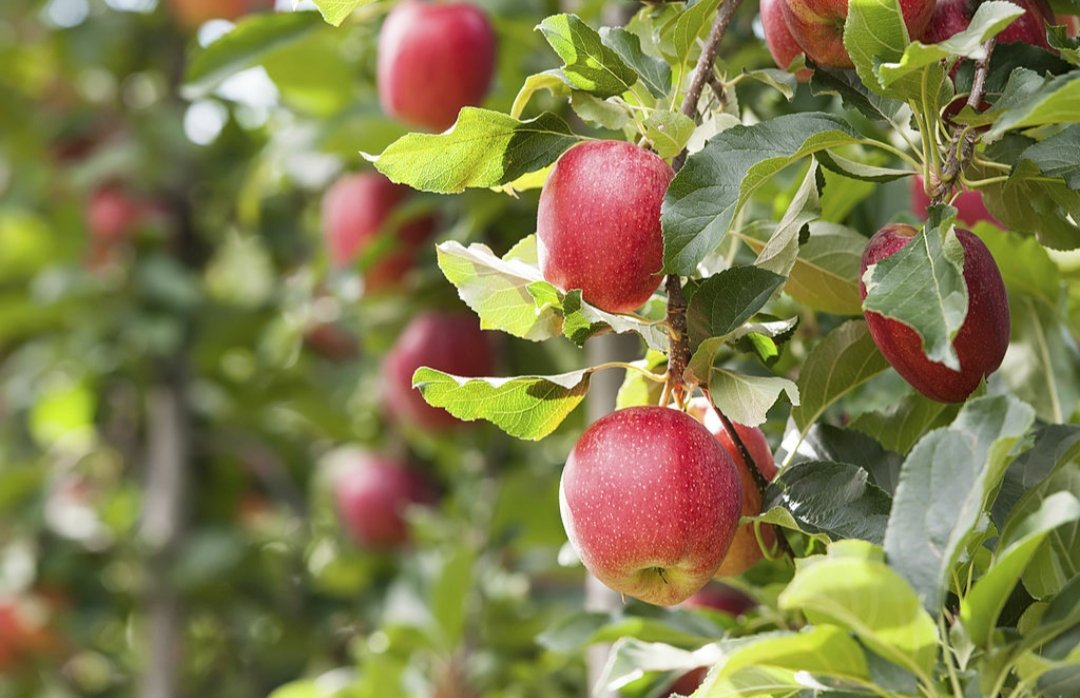 "Elma gibi önemli bir yumuşak çekirdekli meyve türünün dünya üretiminde ilk sıralarda yer almamıza rağmen bilgi noksanlığı nedeniyle verim ve kalitede yeterli bir üretim artışı ve ihracatı sağlanamamıştır."
