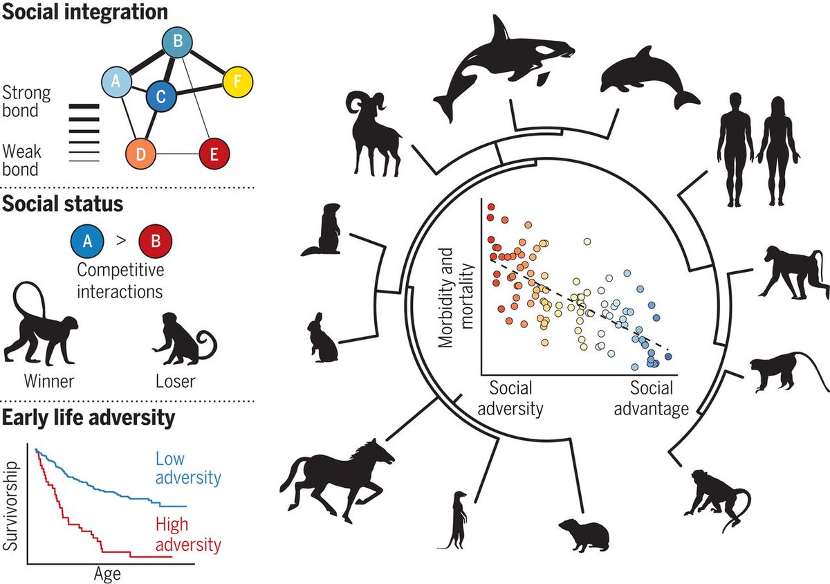 jfcryan's tweet photo. Social determinants of health and survival in humans and other animals https://t.co/jgWUQpHsCy https://t.co/Wpywod70Jm