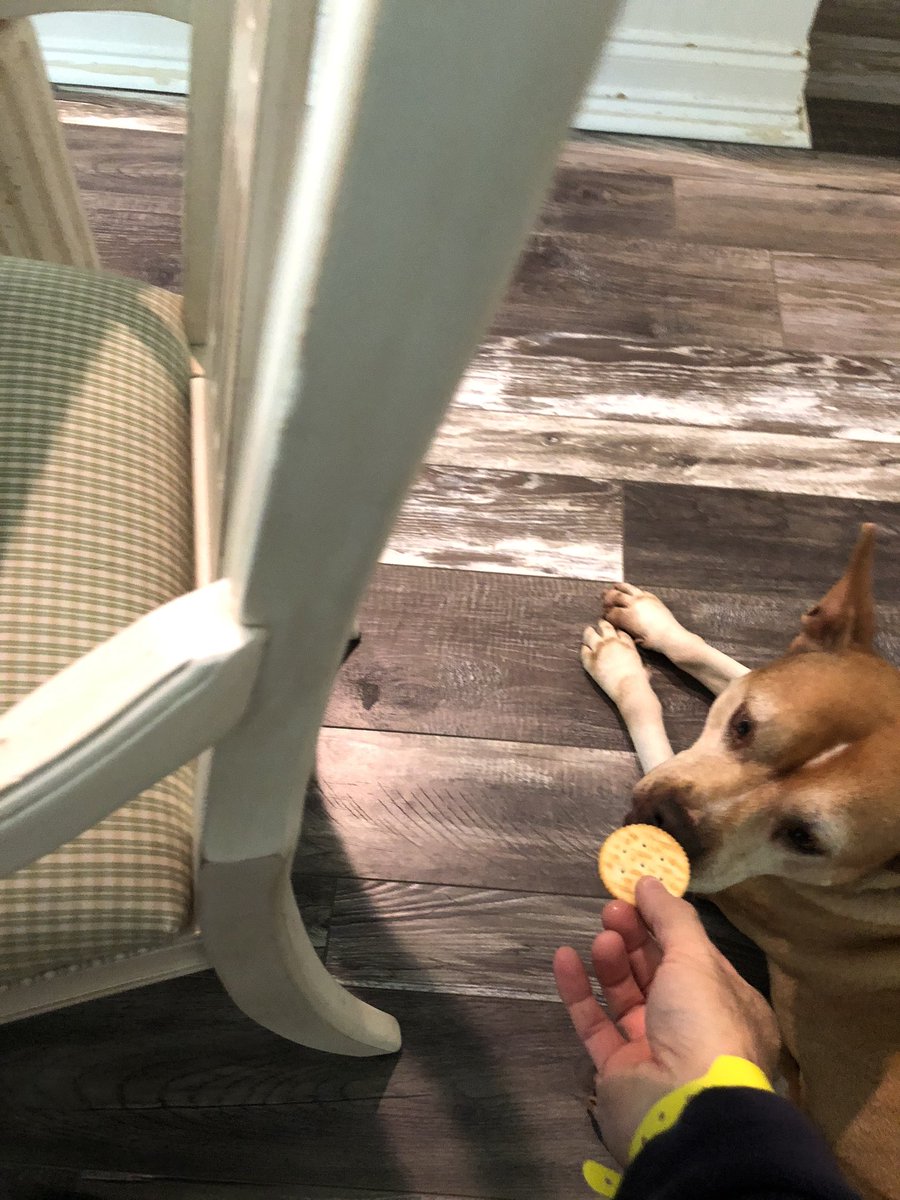 k9kayaks's tweet image. Lexi 🐾🐾 ❤️ helping me eat crackers with my #chickensoup #recoveryathome