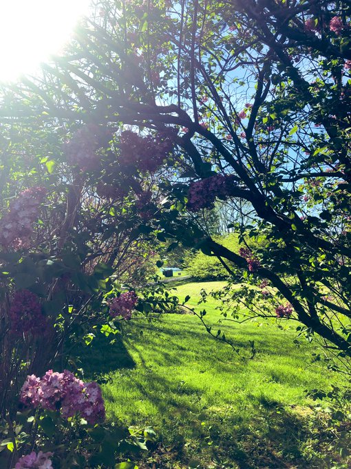 Lilac trees outside my house is finally blooming! The smell is so intoxicating.💜 I wait for these to<a href="/tag/love"class="tags"><span>#love</span></a><a href="/tag/photography"class="tags"><span>#photography</span></a><a href="/tag/flowers"class="tags"><span>#flowers</span></a><a href="/tag/bliss"class="tags"><span>#bliss</span></a><a href="/tag/lilacs"class="tags"><span>#lilacs</span></a>