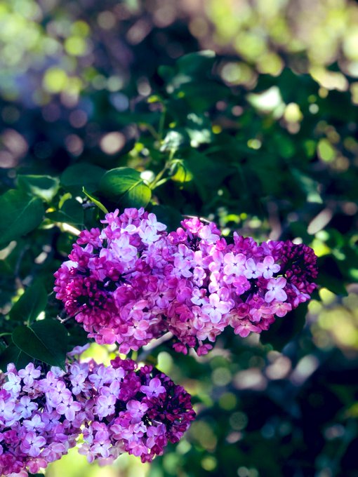 Lilac trees outside my house is finally blooming! The smell is so intoxicating.💜 I wait for these to<a href="/tag/love"class="tags"><span>#love</span></a><a href="/tag/photography"class="tags"><span>#photography</span></a><a href="/tag/flowers"class="tags"><span>#flowers</span></a><a href="/tag/bliss"class="tags"><span>#bliss</span></a><a href="/tag/lilacs"class="tags"><span>#lilacs</span></a>
