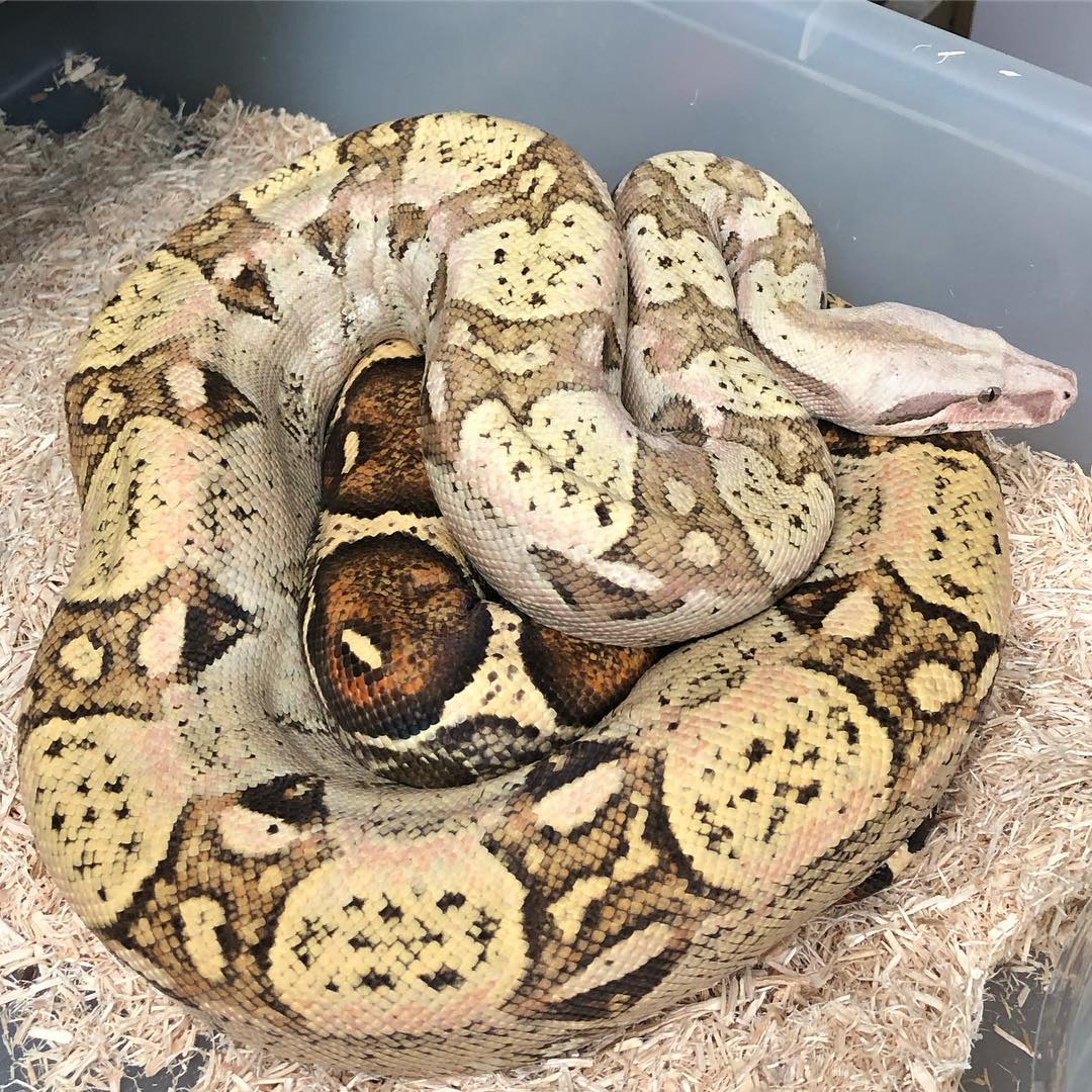 Motion Reptiles tweet media