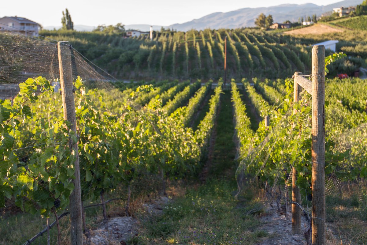 It's International Chardonnay Day today❣️A great day to crack open a bottle of Tightrope Chard, as Tony Gismondy would say... 'this is a distinctive style of chardonnay packed full of that Naramata Bench fresh citrus, green apple, orchard fruit, with a bright stream of acidity'