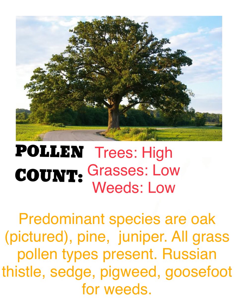 BVAAClinics's tweet photo. Pollen is callin’.  Don’t forget to keep regular with your medicines and allergy injections during pollen season. https://t.co/TFYCRGvO95