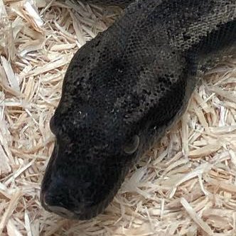 Motion Reptiles tweet media