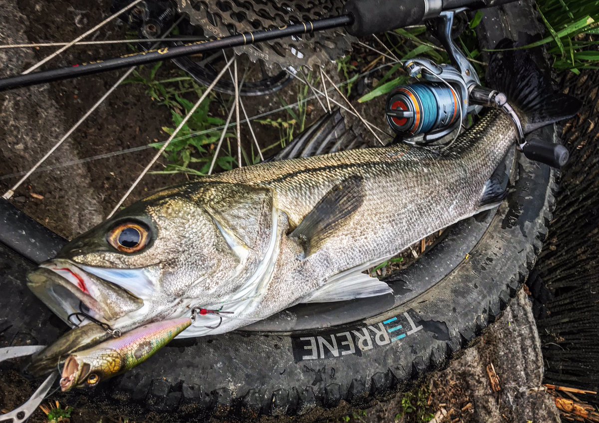 Tubagraサモさん على تويتر 朝まずめ近距離のナマズをpopxで狙っていたら川の中央で突然ボイル始まり間髪入れずその少し上流に遠投して通したら水面爆発 今年初のボイル打ち決まってシーバス55cmアザっす Mtbでちょこまか動き回れる近所にこんな環境あって本当に