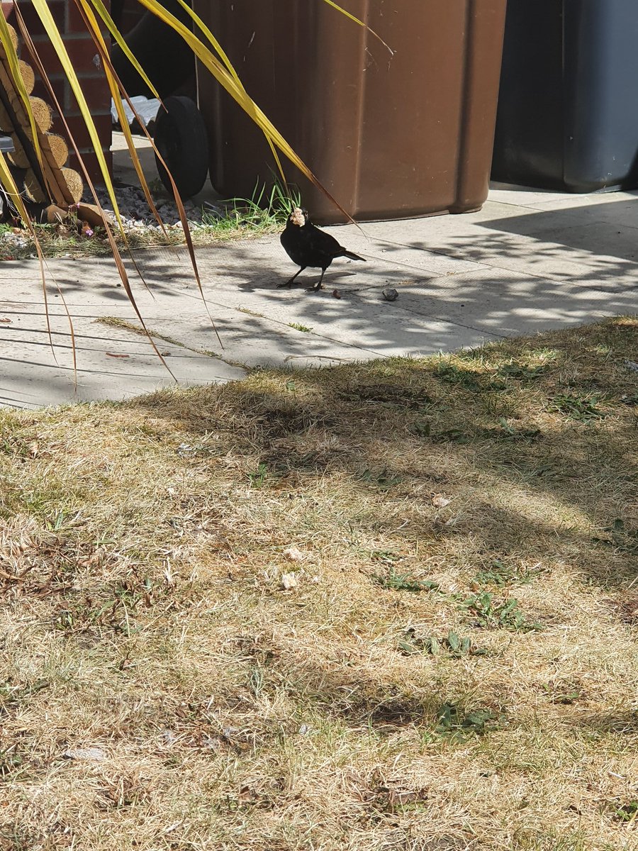 VickyHannah12's tweet photo. Today Aubrey made a picnic for a blackbird that's keeps coming to our garden ❤ @ololprimary https://t.co/OuAU8Q6Ey5