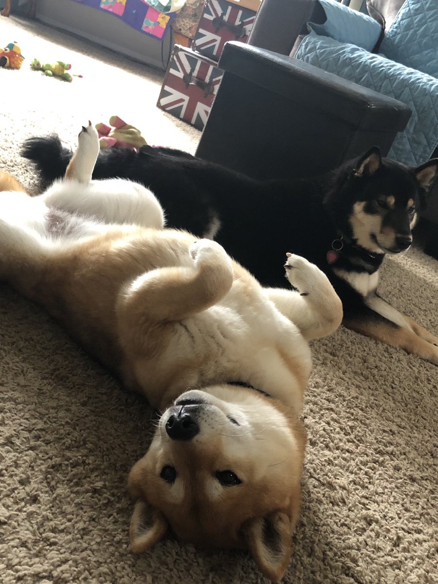 NAdventureSquad's tweet photo. @OverheardOnDuty These two believe that anyone who comes near the car is there to give them love. Unless it's a drive through then it's pets and treats! https://t.co/X1WeZt76dD