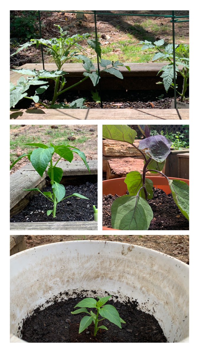 msrushertweets's tweet photo. Quarantine inspired me to start my first container garden! Here’s Week 1 vs. Week 7. #themoreyouknowthemoreyougrow, right? https://t.co/3BHsQJLFHT