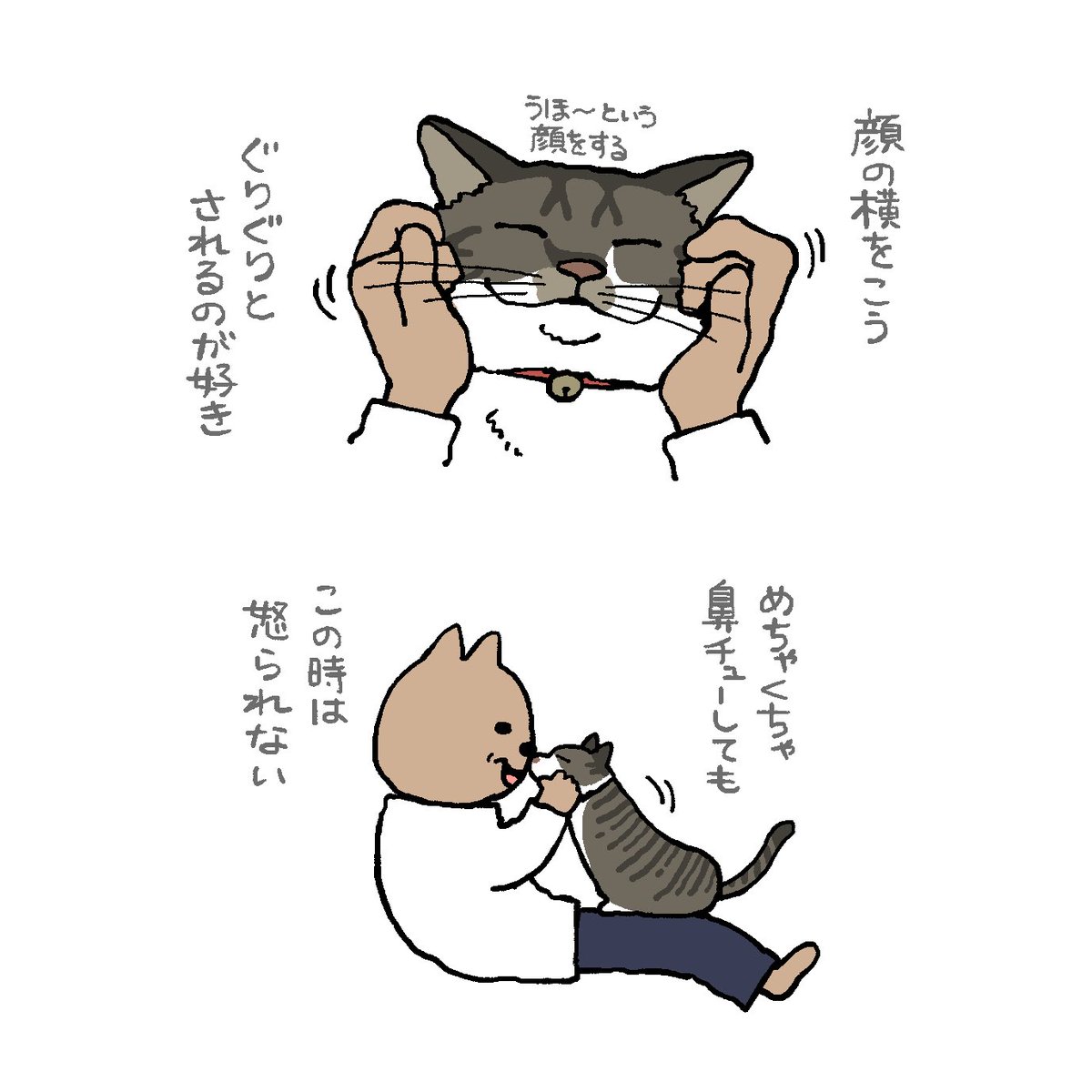 猫ちゃん 