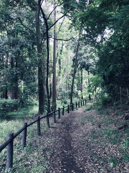 森林浴のtwitterイラスト検索結果 古い順