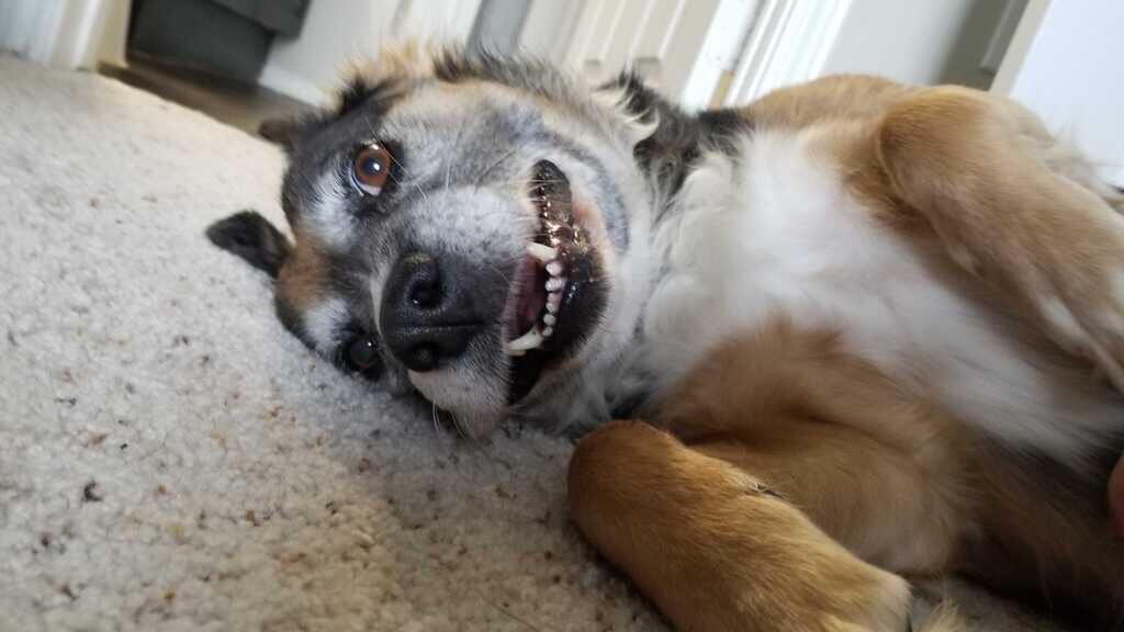 RTAnimDogs's tweet image. Descendent of the great wolf, Koko.