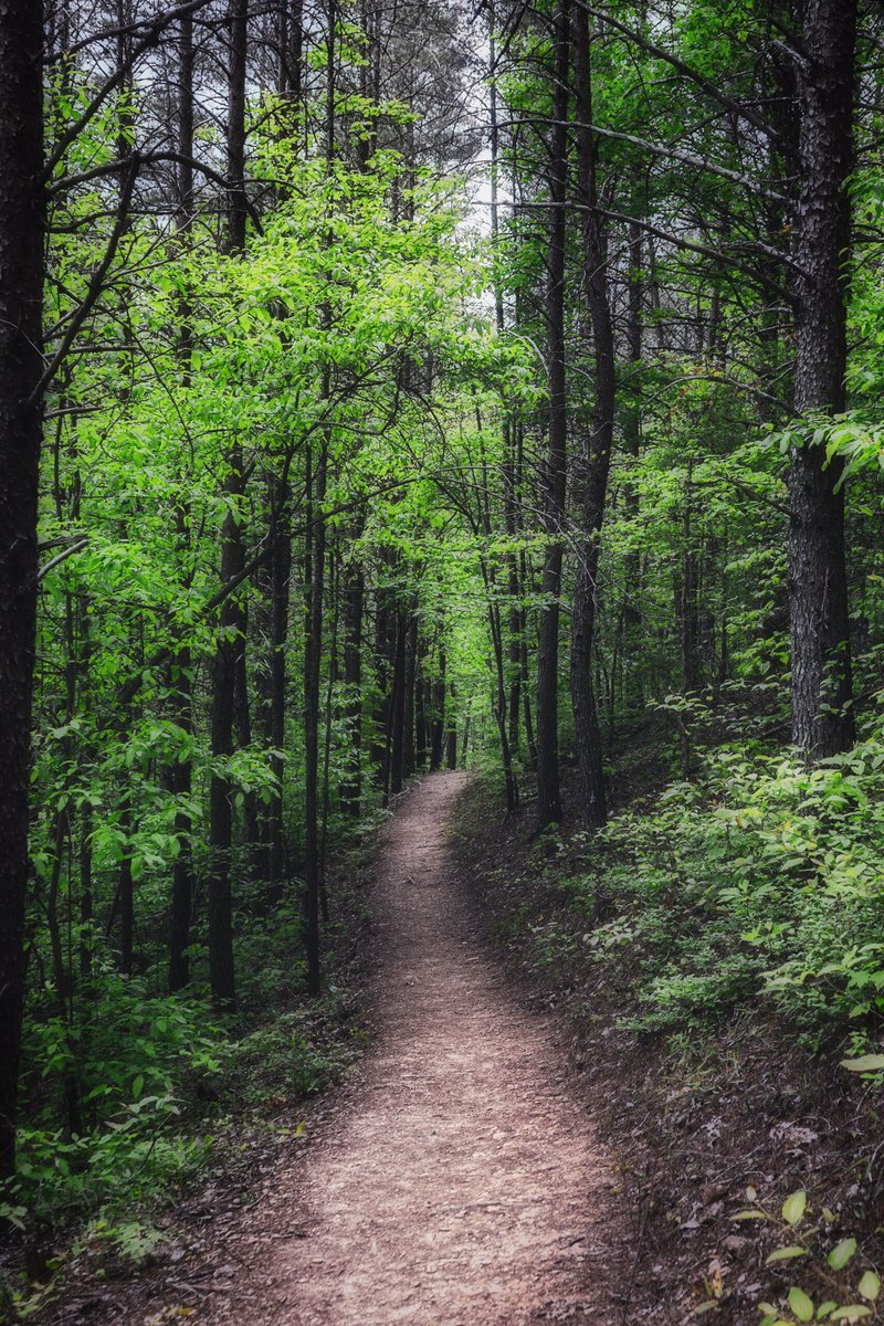 tsheleyphoto's tweet photo. Seek the wisdom that will untie your knot. Seek the path that demands your whole being.” -Rumi

#tellicoplainstn #tennesseephotographer #getoutsidetn #ConasaugaFalls #tennessee #easttennessee #rumiquote https://t.co/O7HyCjh9B4