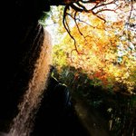 ツイートに含まれる画像