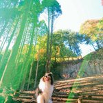 ツイートに含まれる画像