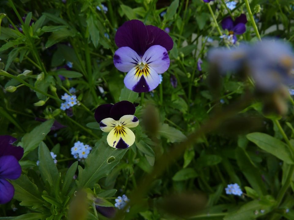 Kimiko Kojima ビオラ トリコロール ブルーのビオラ の種子が何年も実生で発芽して咲いてきましたが 先祖返りして 三色のビオラが５個ほど咲いています