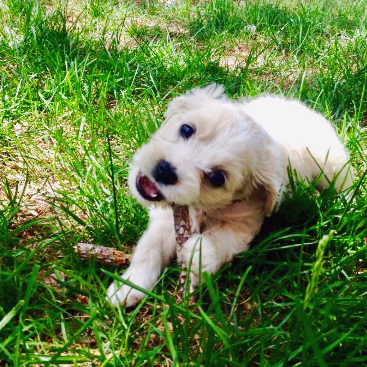 CalliesAlley14's tweet photo. #ThrowbackThursday to my first stick 😄
#needfollowers #happypup #dogfun #dogpics #pictureoftheday #dogoftheday #cutestdogever #doglife #dayinthelifeofadog #dailybark #puppylove #cutedogsworldwide #cotondetulear #cotonsoftwitter #dogsoftwitter #pupsoftwitter #pawsup #CalliesAlley https://t.co/7bU9DunKQi