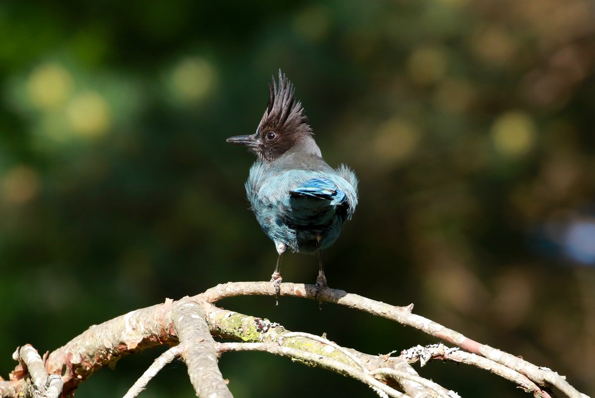 MamaBiohazard's tweet photo. This peak stellar s(ass)......       Steller's Jay, WA. https://t.co/KxeIKlpbn2
