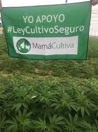 FundacionDaya's tweet photo. PARAGUAY: Recién se acaba de aprobar en @SenadoPy la #LeyCultivoSeguro; tuvimos el honor de colaborar.Tremendo éxito de la comunidad cannábica latinoamericana.Esta ley se inspira en proyecto  #CultivoSeguro aprobado en Chile por 88% de @Camara_cl que hoy duerme en @Senado_Chile https://t.co/oupJwwuIfq