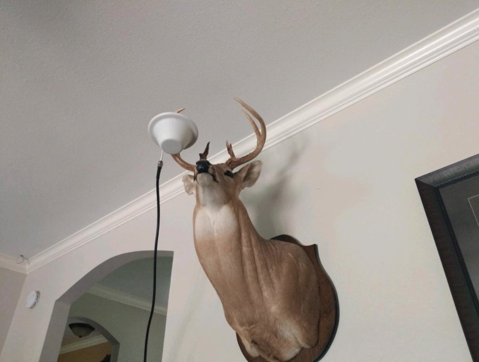 One of our customers sent this photo while they were setting up their Cel-Fi GO X by <a href="/5bars/">Sébastian Dayamba</a>. I guess you could say it was STAG-geringly different than anything we have seen before. 😏

#4G #LTE #puns