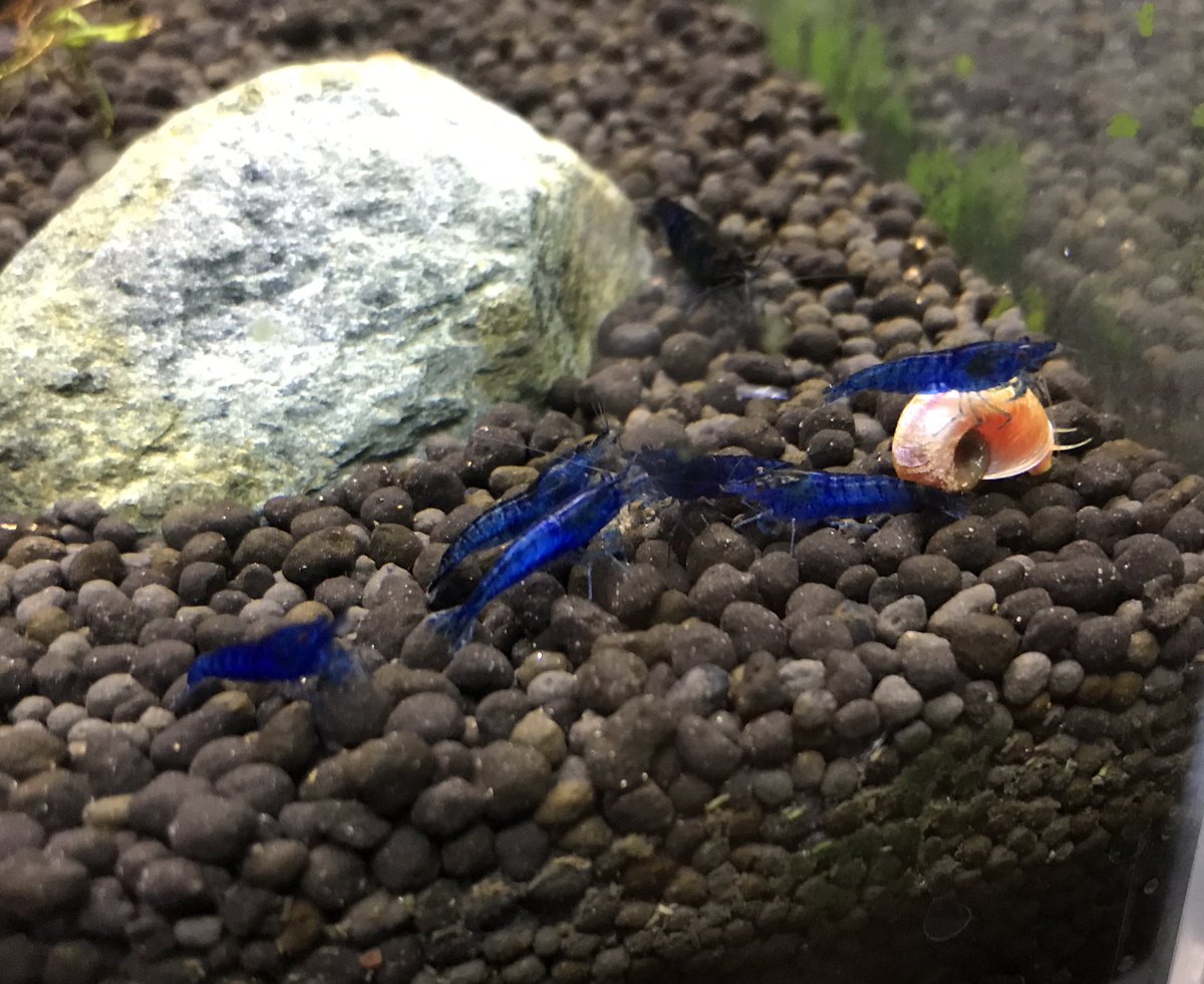 Aqua Animal Freedom アクア アニマル フリーダム エビもいろいろいます ターコイズシャドー シュリンプ ブラックシャドーシュリンプ ダークブルーシュリンプ ベルベットブルーシュリンプ レッドチェリーシュリンプ イエローチェリーシュリンプ ルリー