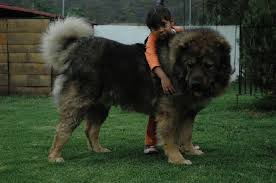 bigdogclub's tweet photo. Oh dang I just realized I have like 6 new followers from a tweet about the big dog club....

uhhhh....

Look at THIS big ass dog I found on google https://t.co/fRyd2qTXNc