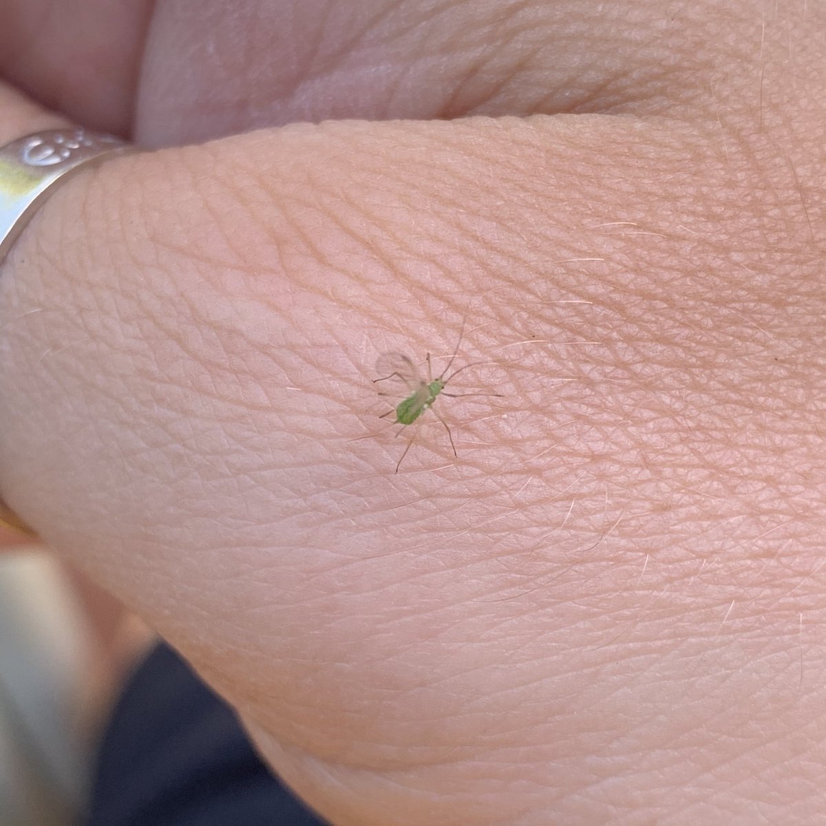 Some tiny green insect