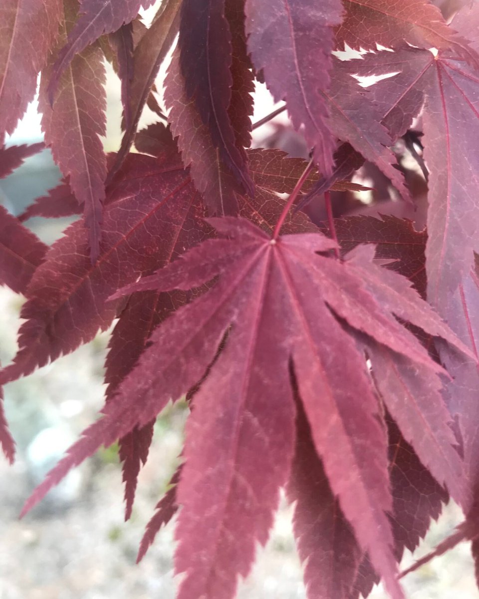 pamressler's tweet photo. #HaikuChallenge20 -- Serrated Edges
Appear delicate
but looks can be deceiving
serrated edges
https://t.co/gZ7BM1X2mk
#haiku #poetry #socialdistancinghaiku #npr #nprlifekit #nurseswhotweet #hcdr #medx https://t.co/c1KrNWyQfG