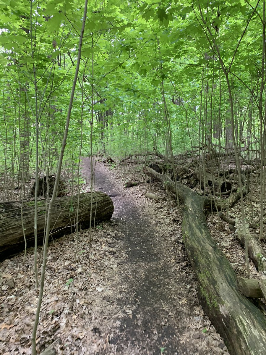 Finding new joy in running and rediscovering the trails of my youth. I am so grateful to have such a beautiful place to move across the earth here in Madison. Today I was mesmerized by this Wisconsin maple grove.