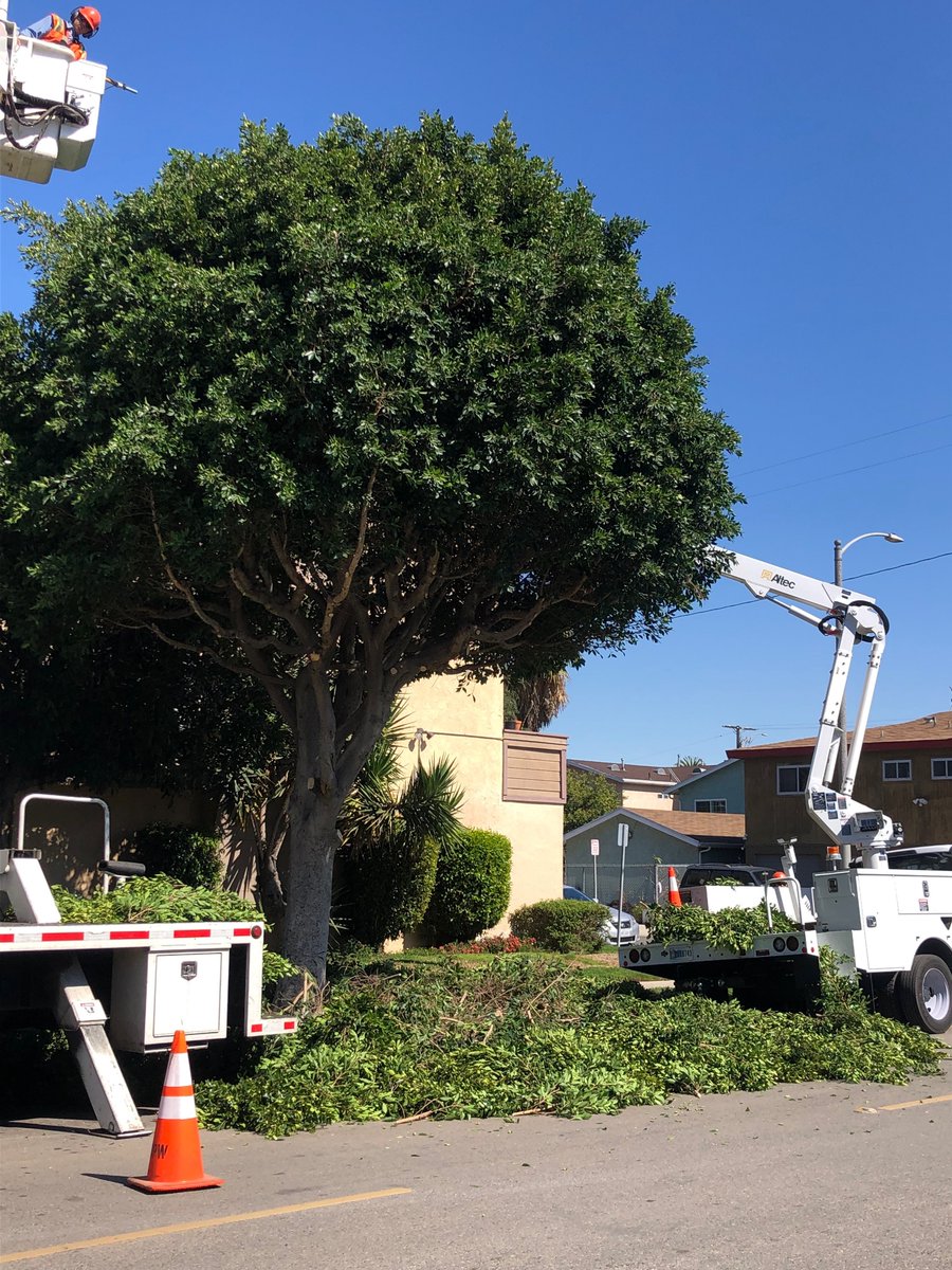 LBPublicWorks's tweet photo. Our #LongBeach tree maintenance crews have their work cut out for them caring for our City's approximately 94,000 street trees. #NPWW 🌳 🌴 🍃 https://t.co/fZSluwQd93