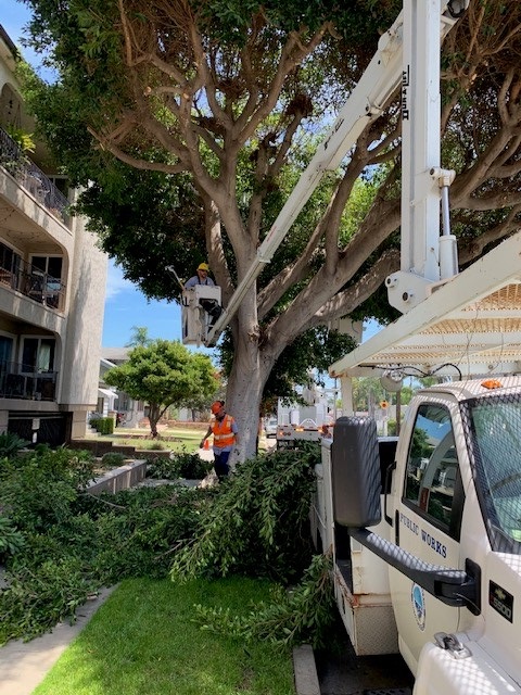 LBPublicWorks's tweet photo. Our #LongBeach tree maintenance crews have their work cut out for them caring for our City's approximately 94,000 street trees. #NPWW 🌳 🌴 🍃 https://t.co/fZSluwQd93