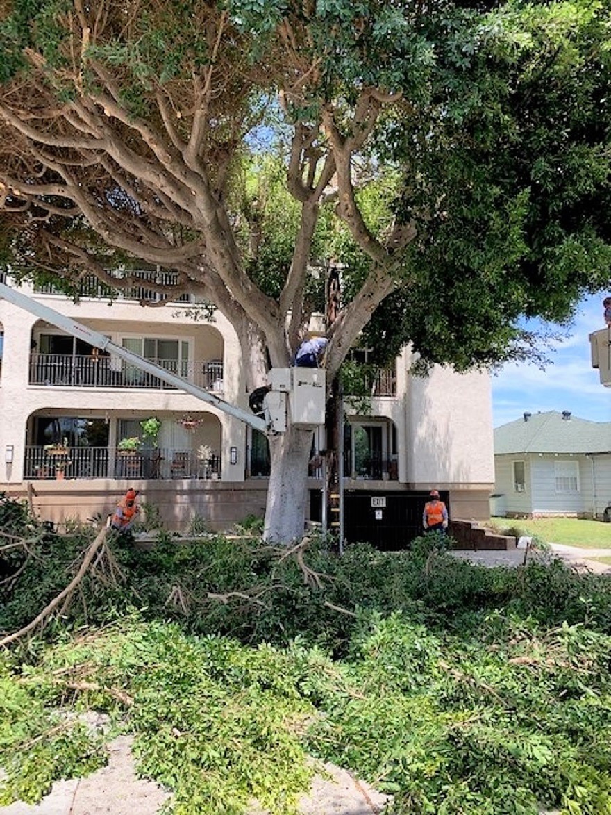 Our #LongBeach tree maintenance crews have their work cut out for them caring for our City's approximately 94,000 street trees. #NPWW 🌳 🌴 🍃