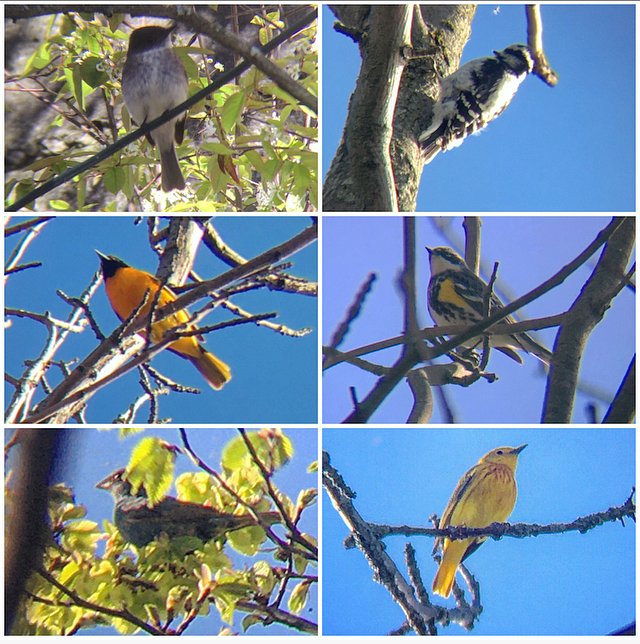 Ontario Place bird notes #30 | Bright, colourful, and first Indigo Bunting sighting of the year. Lots of Yellow Warblers and American Goldfinches, and also a Baltimore Oriole, Yellow-rumped Warblers, Eastern Phoebe, Bay-breasted Warblers, an Ovenbird, and Warbling Vireos.