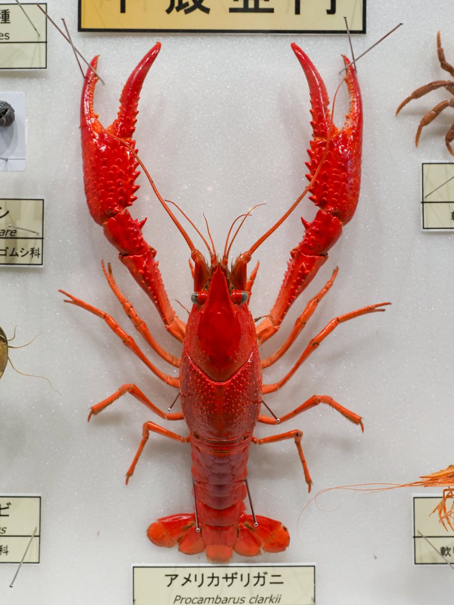 多様な生き物コーナーの見どころの一つ「アメリカザリガニ乾燥標本