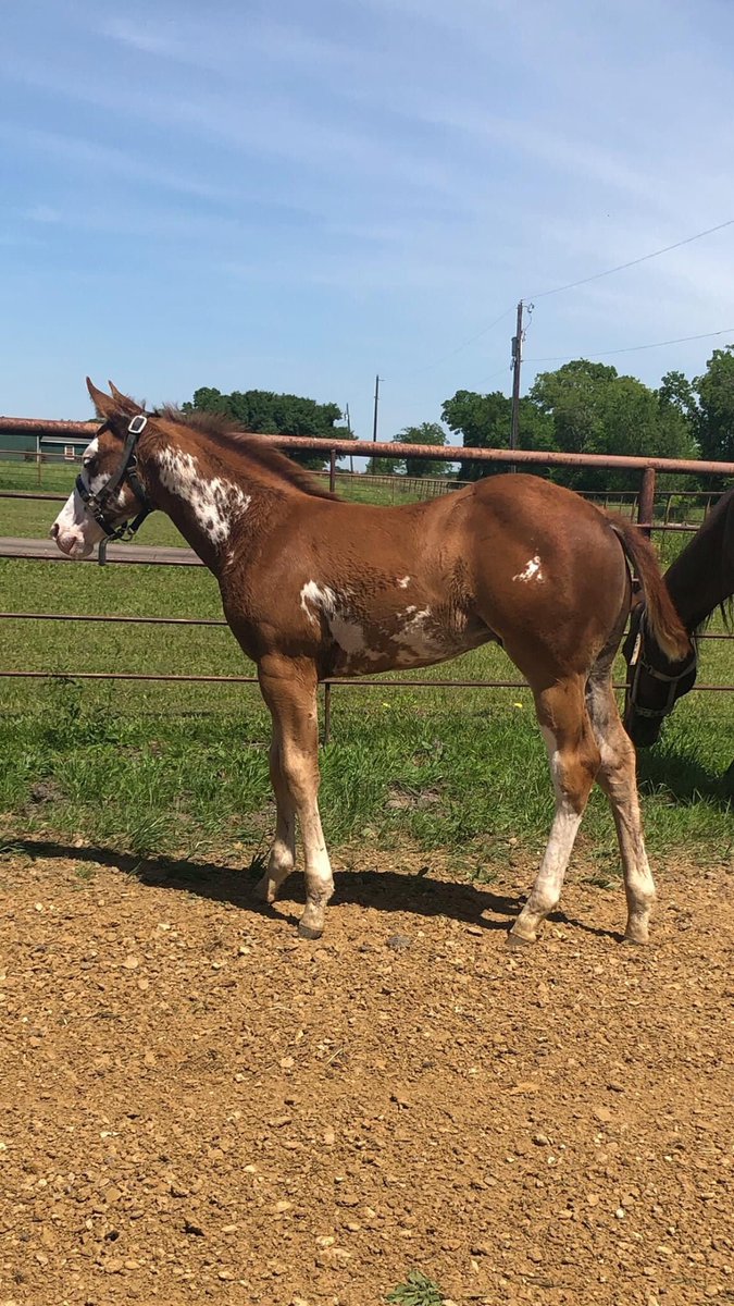 ReaganWesley's tweet photo. Figure the bird deserves to see my new project. #nacho #studcolt #justranching https://t.co/p7jiyGvRqS