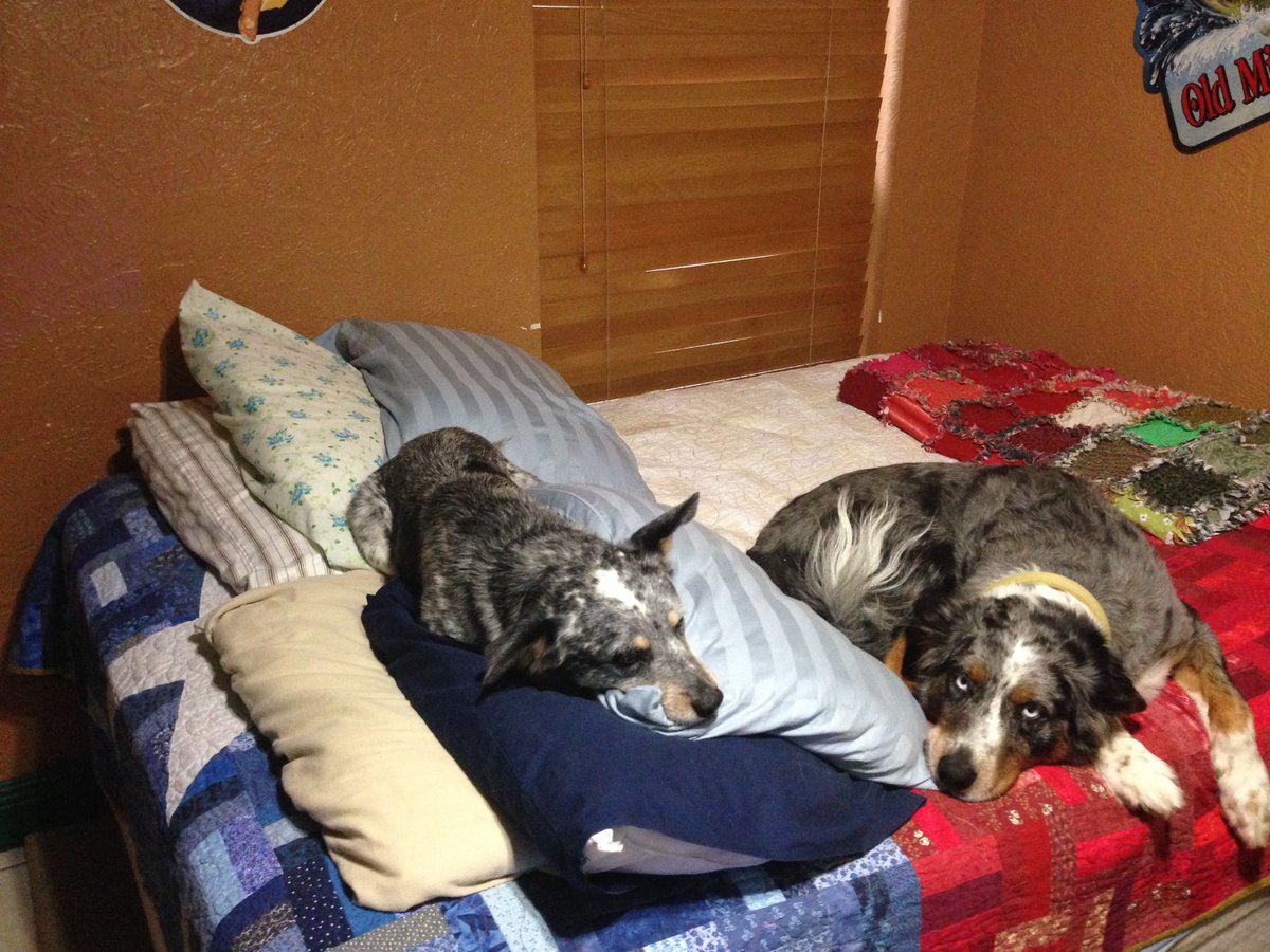 FatQuarterShop's tweet photo. Continuing on with #fqspets, these are Terri's pups named Whiskey and Jake! Have you ever made a quilt specifically for your pet to use?
#nationalpetmonth #fqsfun https://t.co/c5eCmNvqFV