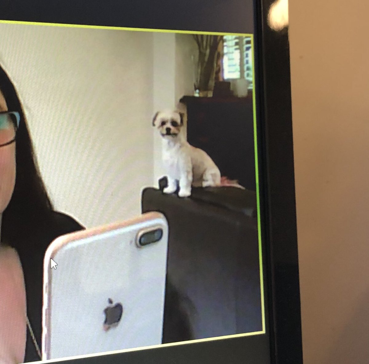 DrAngelaBrown's tweet photo. The reality of my work from home arrangements #dogsinmeetings #dogswelcome anyone else have furry friends at their meetings? https://t.co/onqXHfyBwK