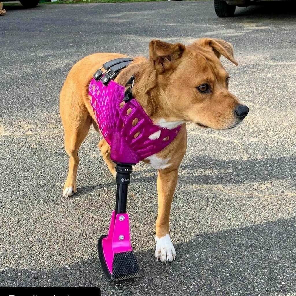 3dheals's tweet photo. @eve_and_wyatt looking sharp in her 3D printed full limb prosthetic ☺️ .
.
.
#3dprinting #3dprint #prosthetic #dogprosthetic #3dprintedprosthetic #tpu #gcreat #bionicpets #algorithmicdesign #computationaldesign #grasshopper #design #industrialdesign #dog #tripawdcommunity #t… https://t.co/w7Uh5fpRpb