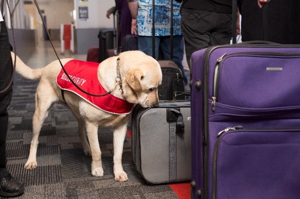 DAFFgov's tweet image. Our detector dogs always put their best paw forward when sniffing out #biosecurity risks. Read more about their important work in our latest edition of #BiosecurityMatters available here bit.ly/3bohnTV | #detectordogs