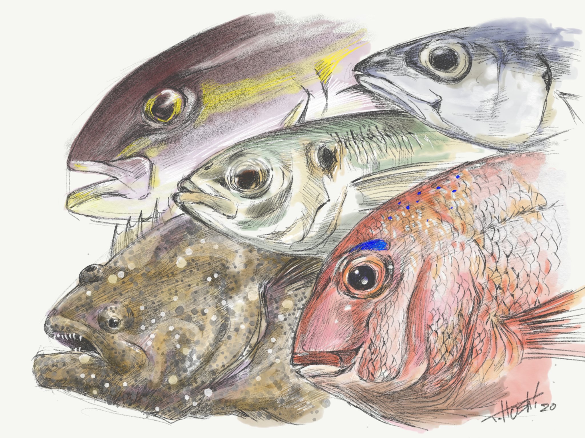 鯛之助tainosuke 在 Twitter 上 魚イラスト 料理イラスト 今日から始めましたー ゆるゆると日々イラスト を描いてます これは釣れるお魚で好きなものベスト５ T Co 3zgttsgjmm Twitter