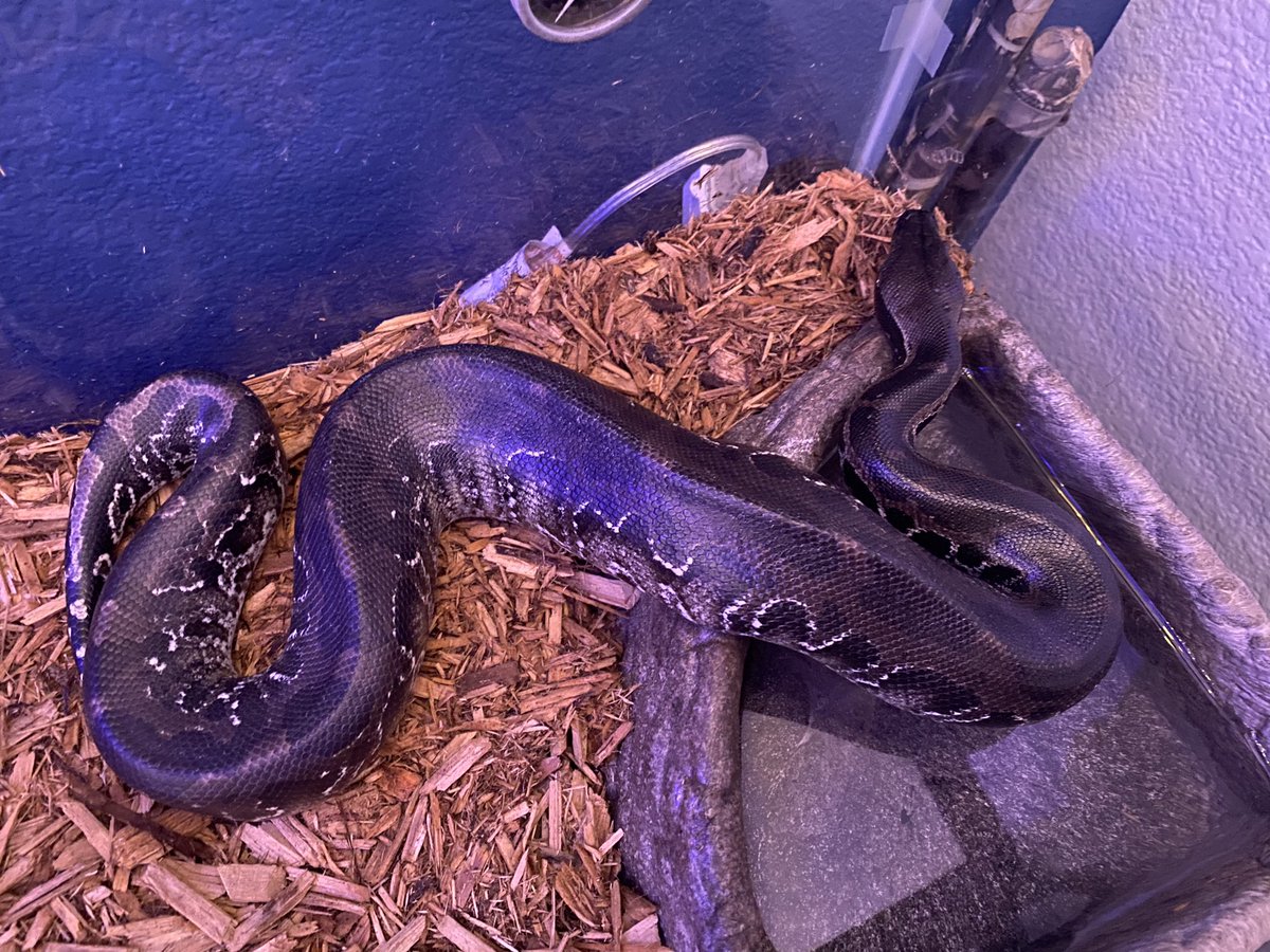 XVLNGHOST's tweet image. Luscious and Ivar are happy about clean homes. 🐉
#BallPython #BlackBloodPython