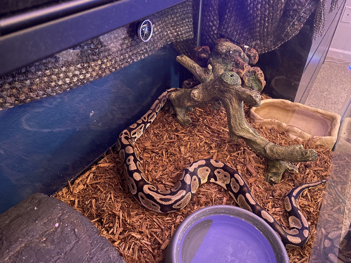 XVLNGHOST's tweet image. Luscious and Ivar are happy about clean homes. 🐉
#BallPython #BlackBloodPython