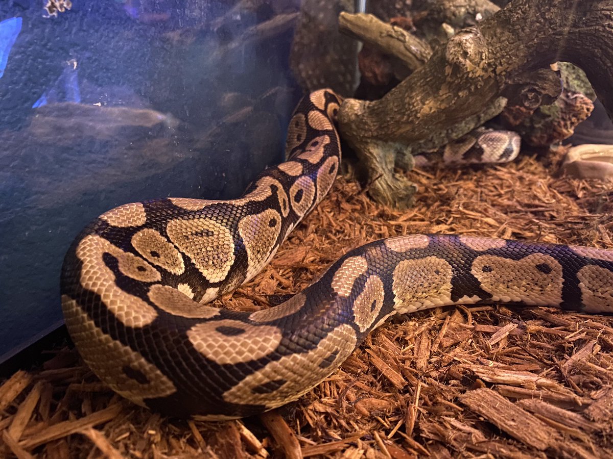 XVLNGHOST's tweet image. Luscious and Ivar are happy about clean homes. 🐉
#BallPython #BlackBloodPython