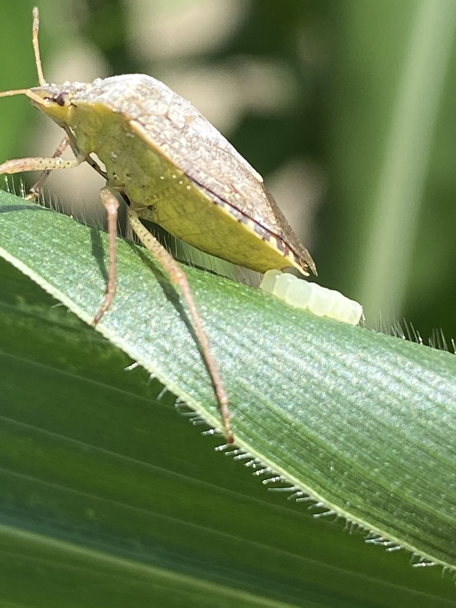 Finding some brown stink bugs in corn this week. Looks like we are about to find some more.