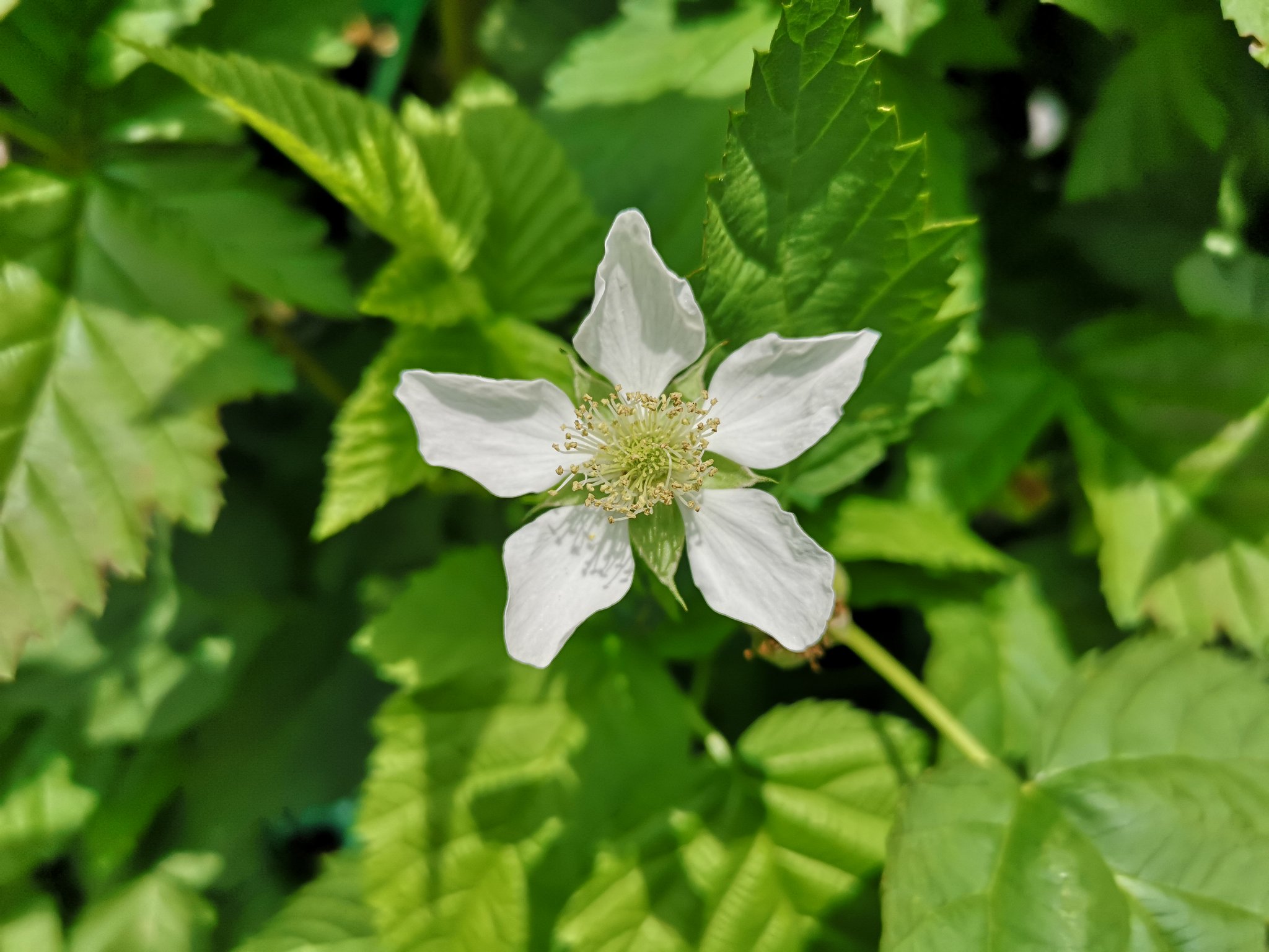実家のラズベリーの花 Twitter Search Twitter