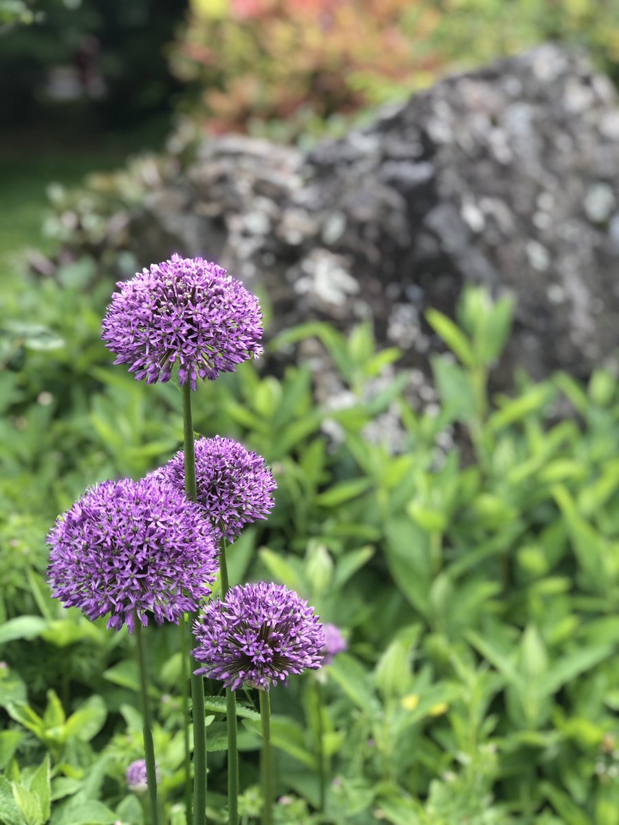 Companis_Gary's tweet photo. #KING5Spring at #Seattle U https://t.co/xTebklnayA